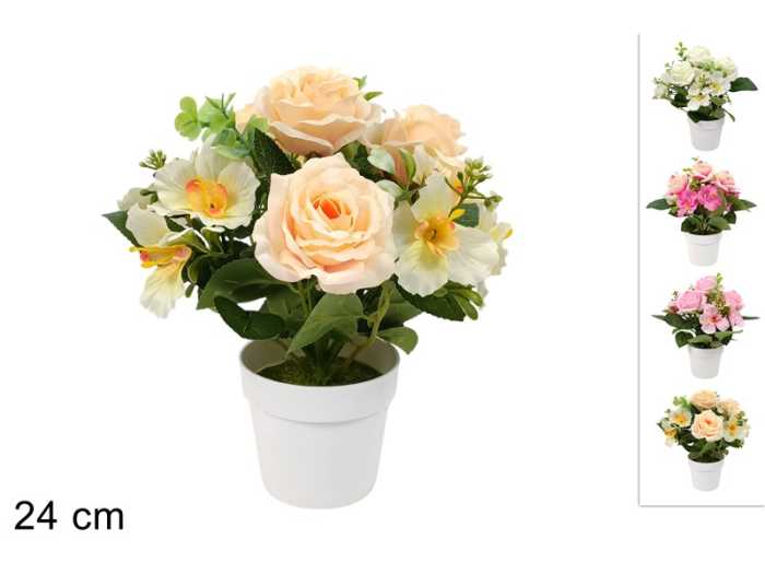 PIANTINA ROSE/NARCISI