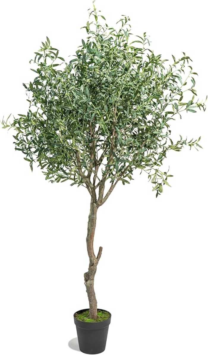 ALBERO DI ULIVO H245CM