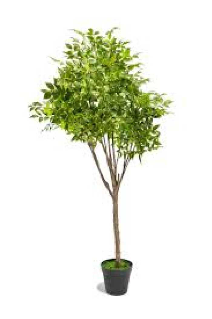 RADERMACHERA IN VASO H210CM