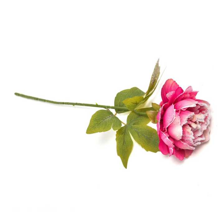 PEONIA FUCSIA INNEVATA 50CM